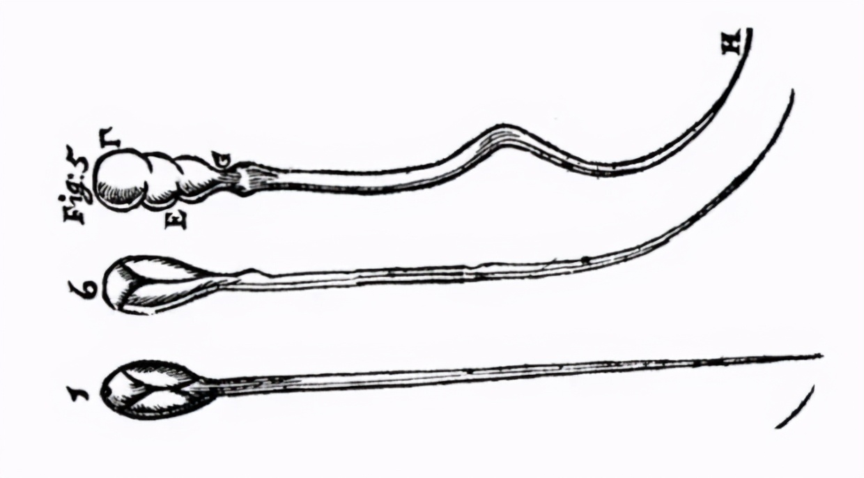 科学家发现精子运动规律,科学家发现精子的神奇作用