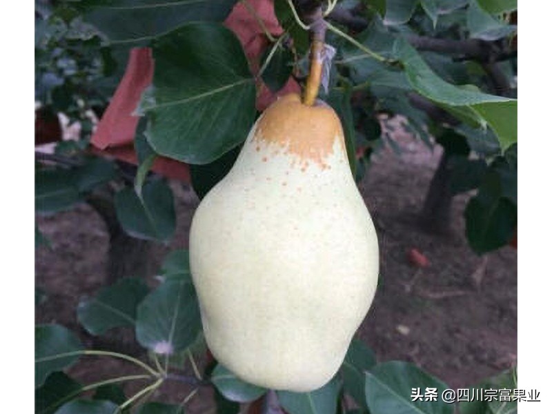 大梨树的梨是什么品种,梨树品种之冠梨