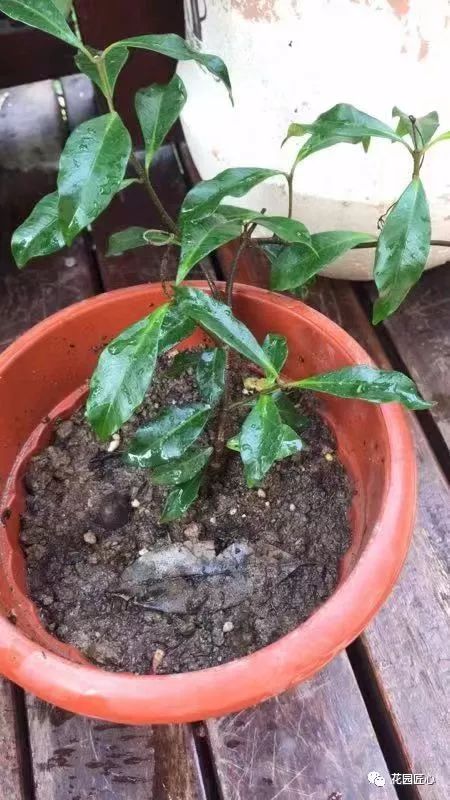 缓苗应该注意些什么,缓苗要注意什么