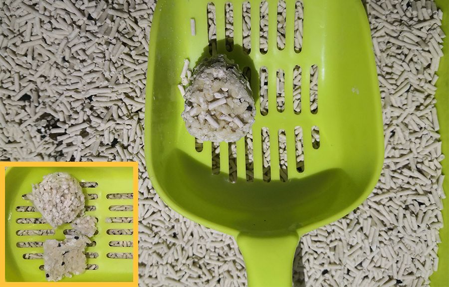 什么牌子的豆腐猫砂除臭好,强力除臭猫砂测评