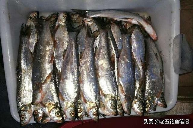 泥鳅钓法是不是被禁止使用了,泥鳅钓法违法吗