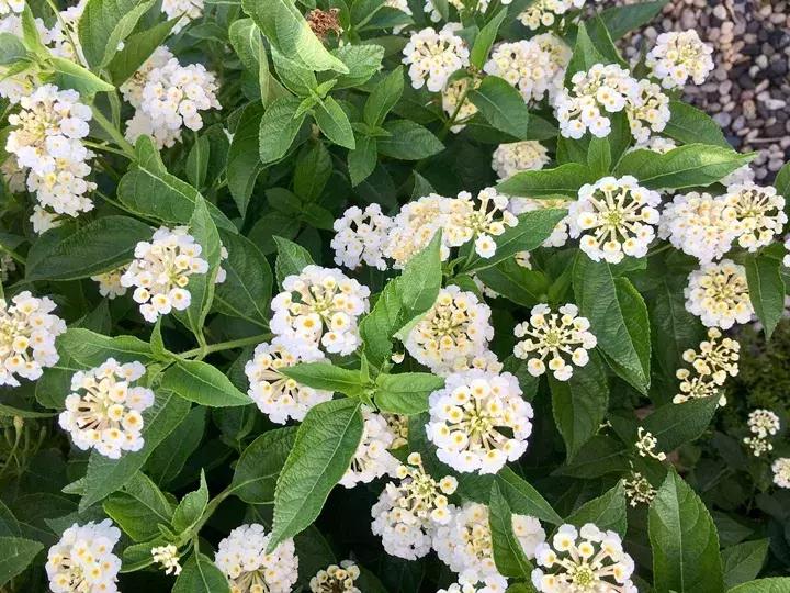 这10种花不怕晒,这3种花不能懒着养