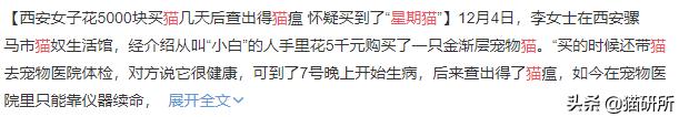 如何挑选一只健康的小猫咪,怎样快速得到小猫咪