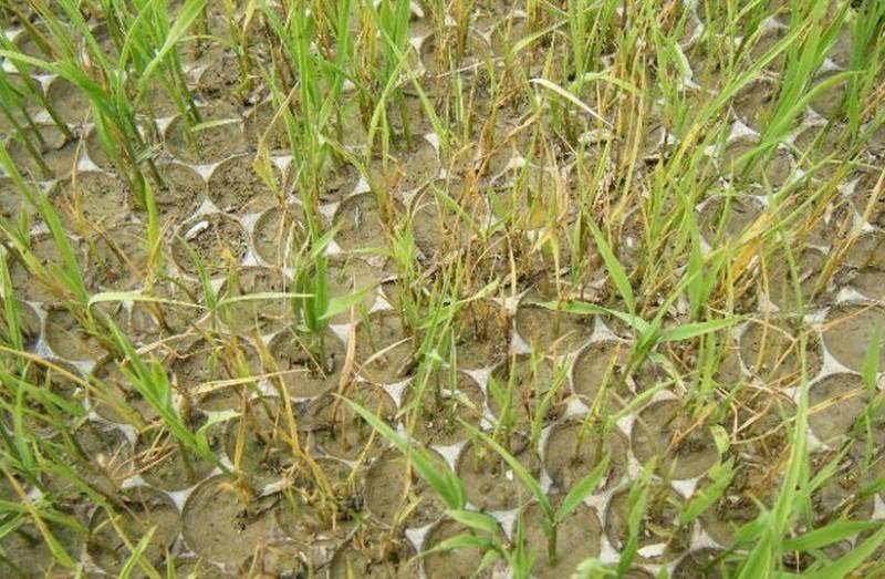 氰霜唑杀菌剂能防治水稻立枯病吗,水稻秧苗青枯病立枯病的补救措施