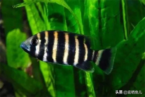 水族界的平头哥,鱼缸界平头哥