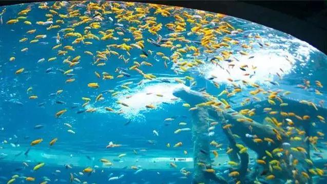 重庆汉海海洋公园入园攻略,汉海海洋公园重庆研学旅行