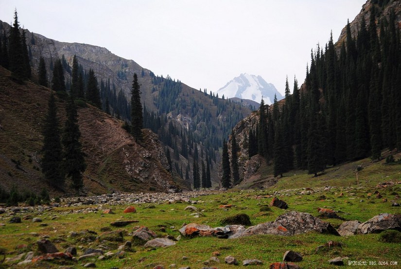 狼c调简谱教唱,狼c