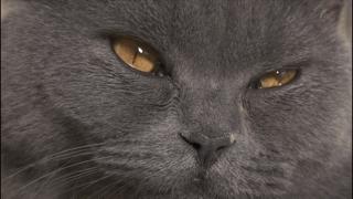 吸猫最高境界图片,吸猫最高境界完整视频