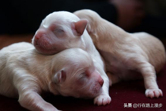空囊是什么原因造成,空窝是什么意思