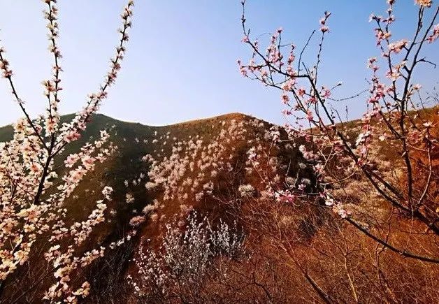 到了京郊这些花开四溢的“仙境”，您简直可以把日子过成诗！