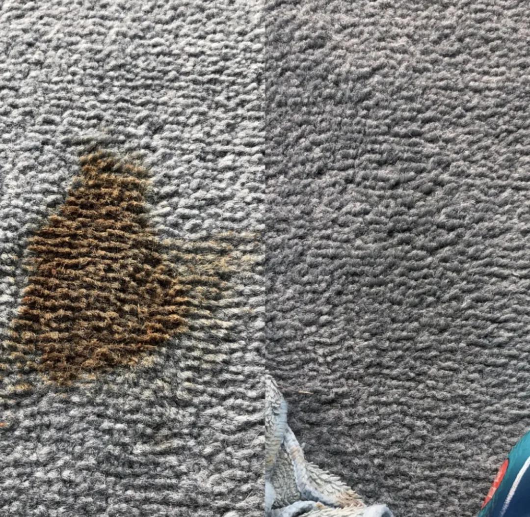 有宠一族必看：啥家庭条件呀，好几万的沙发随便毁？