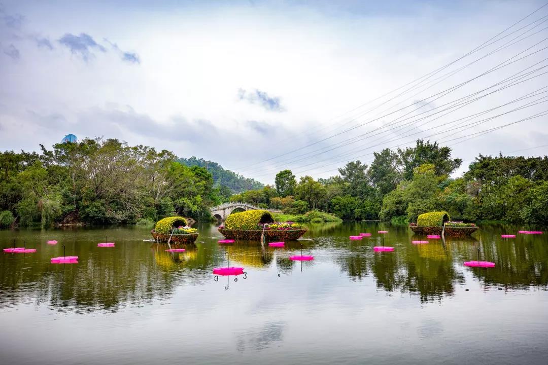 深圳东湖公园菊花展最新消息,深圳东湖公园菊花展主展在哪里