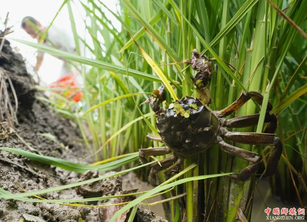 菜市场买了死螃蟹还能吃吗,市场上买的冰冻螃蟹能吃吗