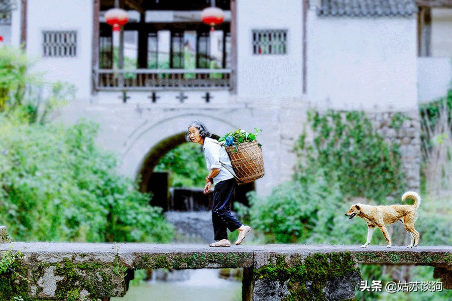 中华田园犬你真正了解过吗,中华田园犬到底多厉害