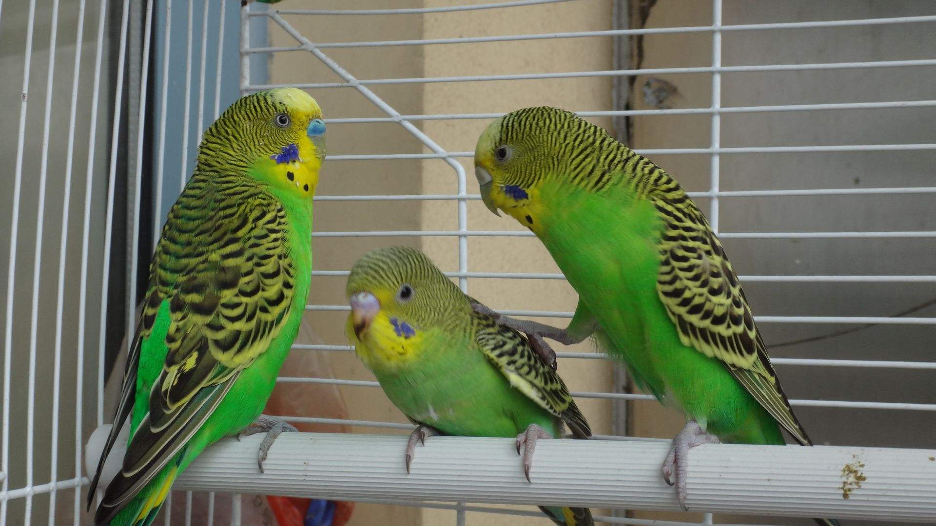 虎皮鹦鹉快速配对技巧,虎皮鹦鹉养殖技巧