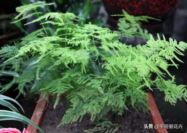 这3种花别碰,这3种花不要养