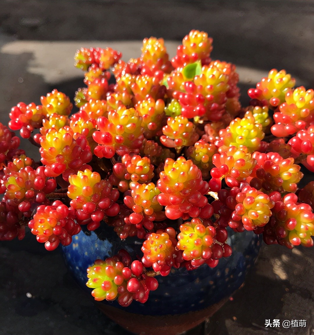 入秋后天气凉爽早晚温差较大,入秋了早晚温差大