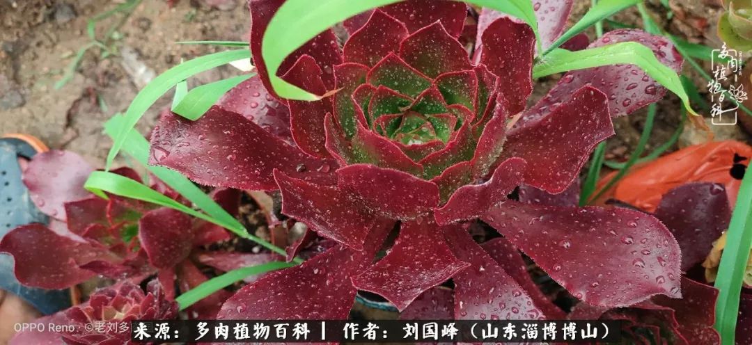 多肉植物大王叫我来巡山,大王叫我来巡山绿植