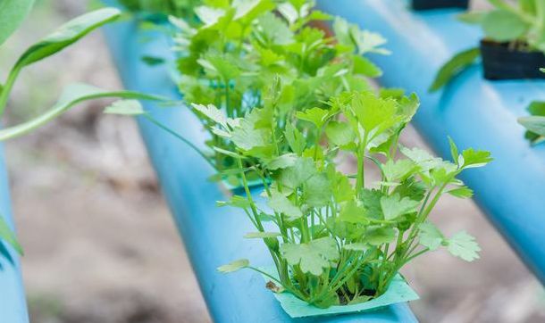 香菜和大蒜高产的种植方法,香菜怎么种出苗快还高产