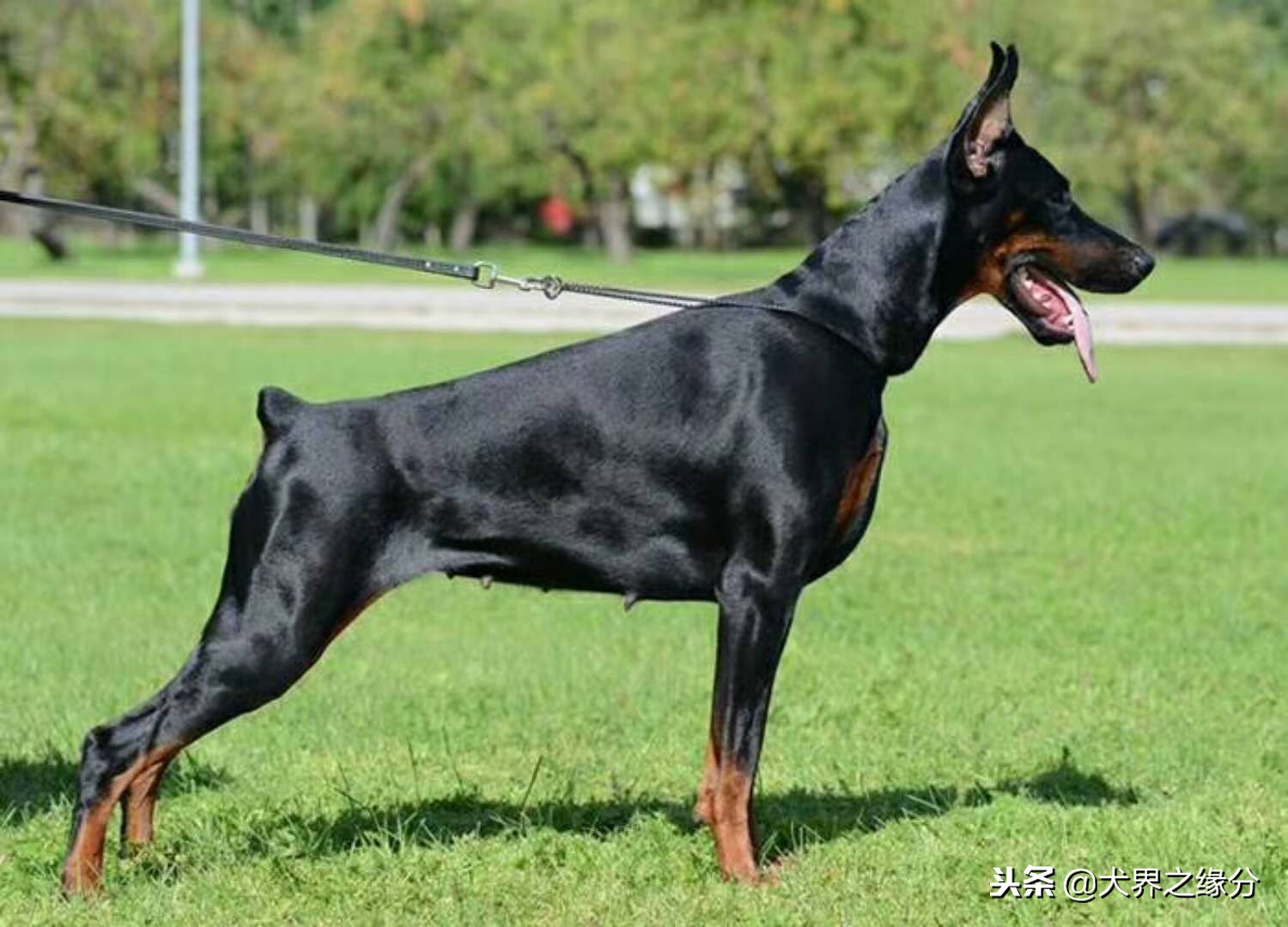 全球六大护卫犬谁是护卫犬之王,全球公认的四大护卫犬