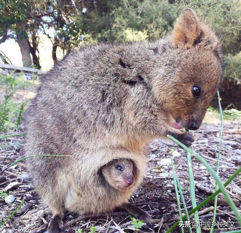 「鼠年说鼠」来看千奇百怪的鼠类，全认识算我输