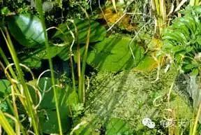 创造自然龟龟环境（翻译国外文章）