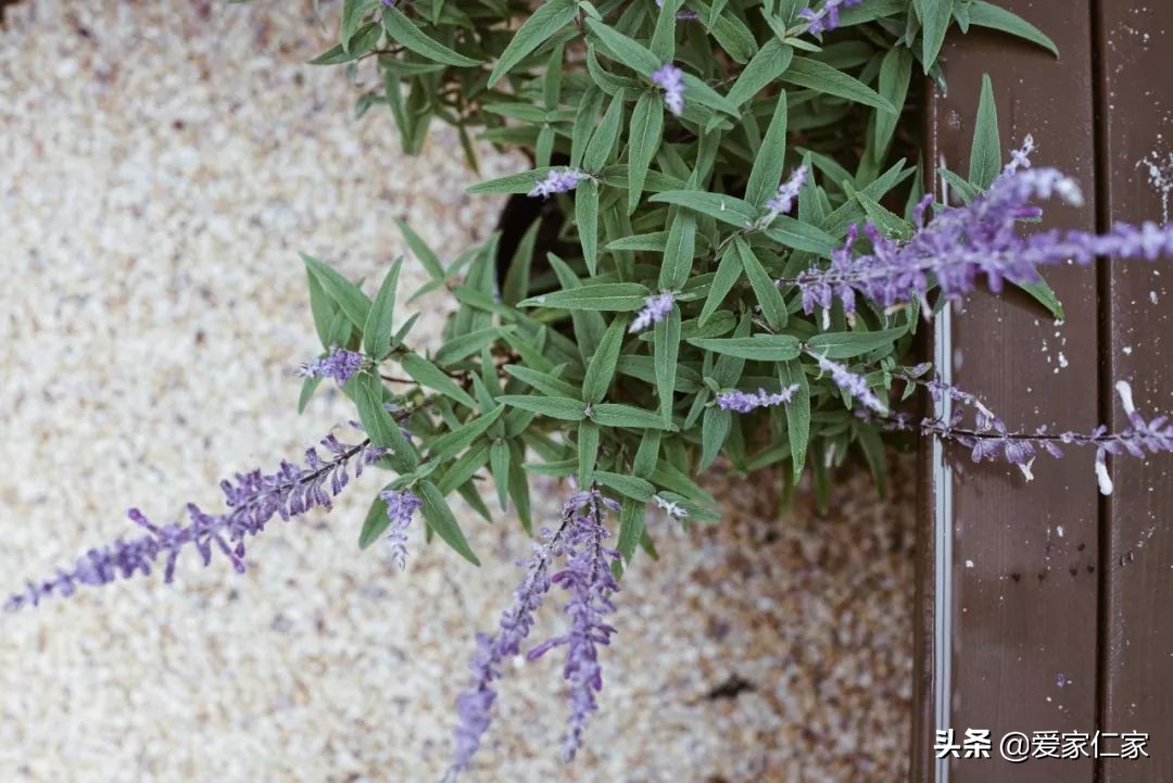 她买下32㎡上海老旧学区房，为女儿打造小桃园，还有超舒适大庭院