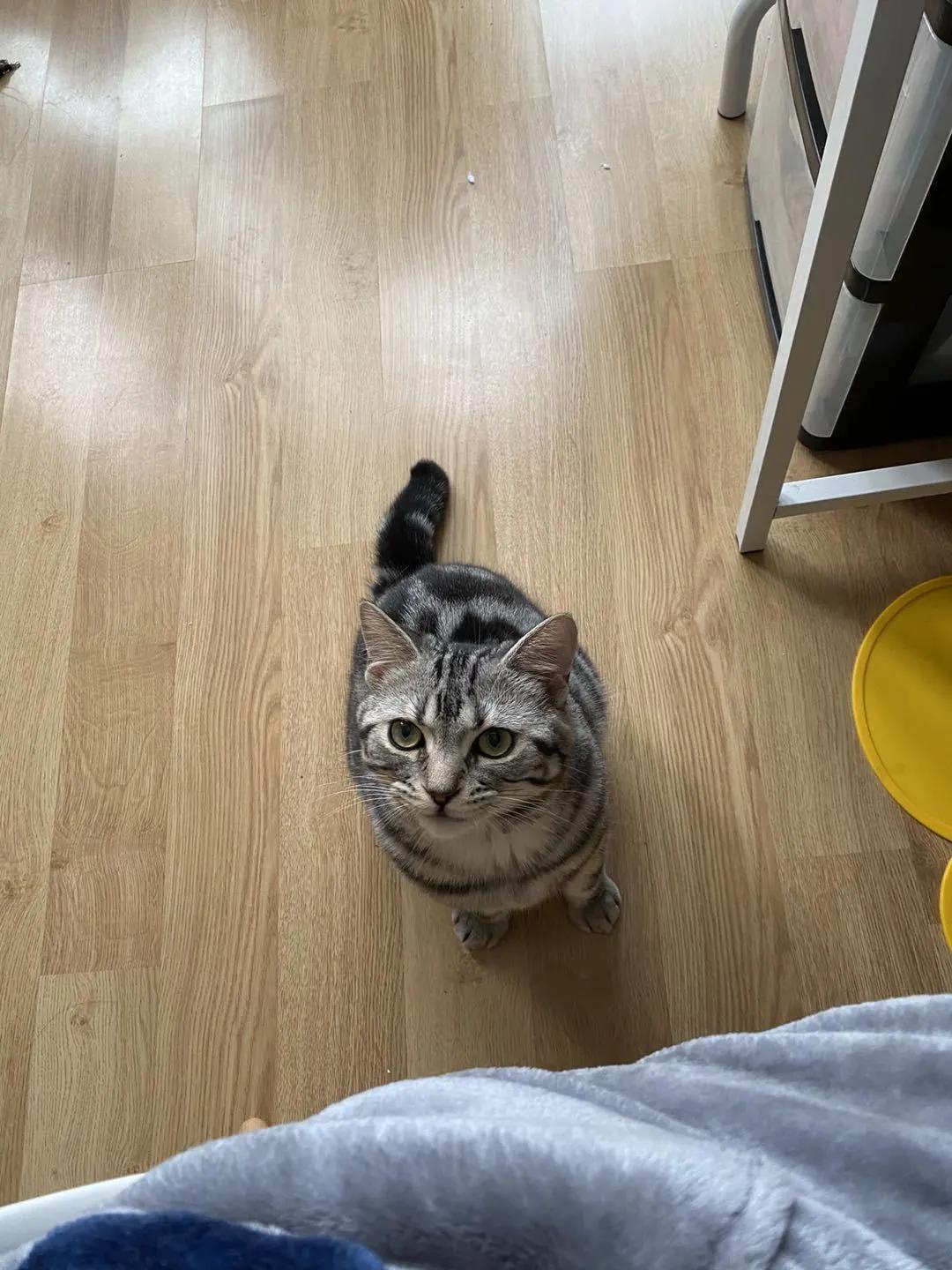 和宠物交流说什么,和宠物谈恋爱