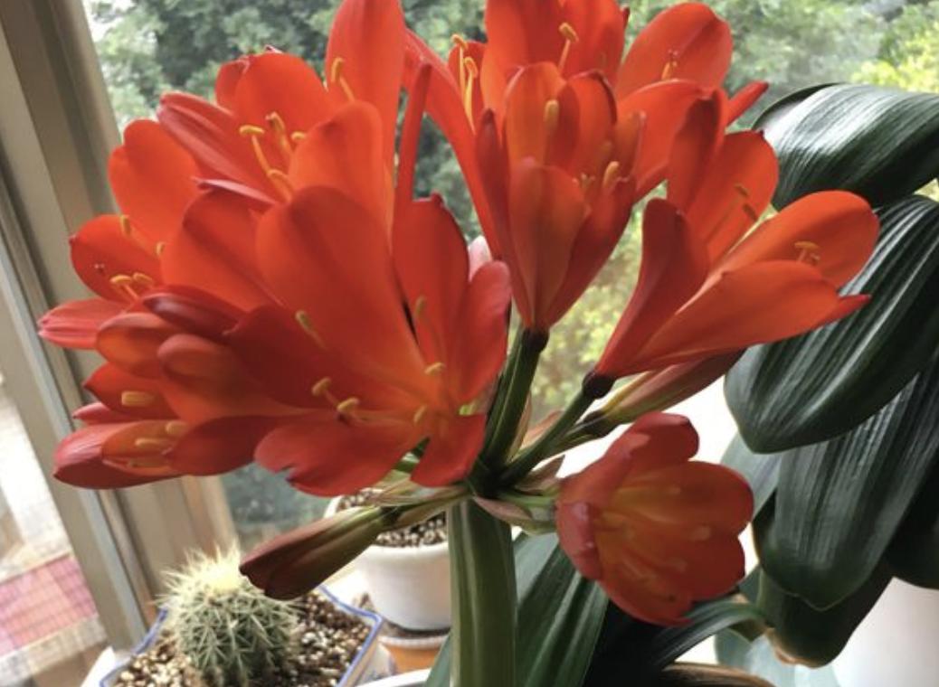 养君子兰叶亮开花多全靠4个诀窍,君子兰花头稀疏