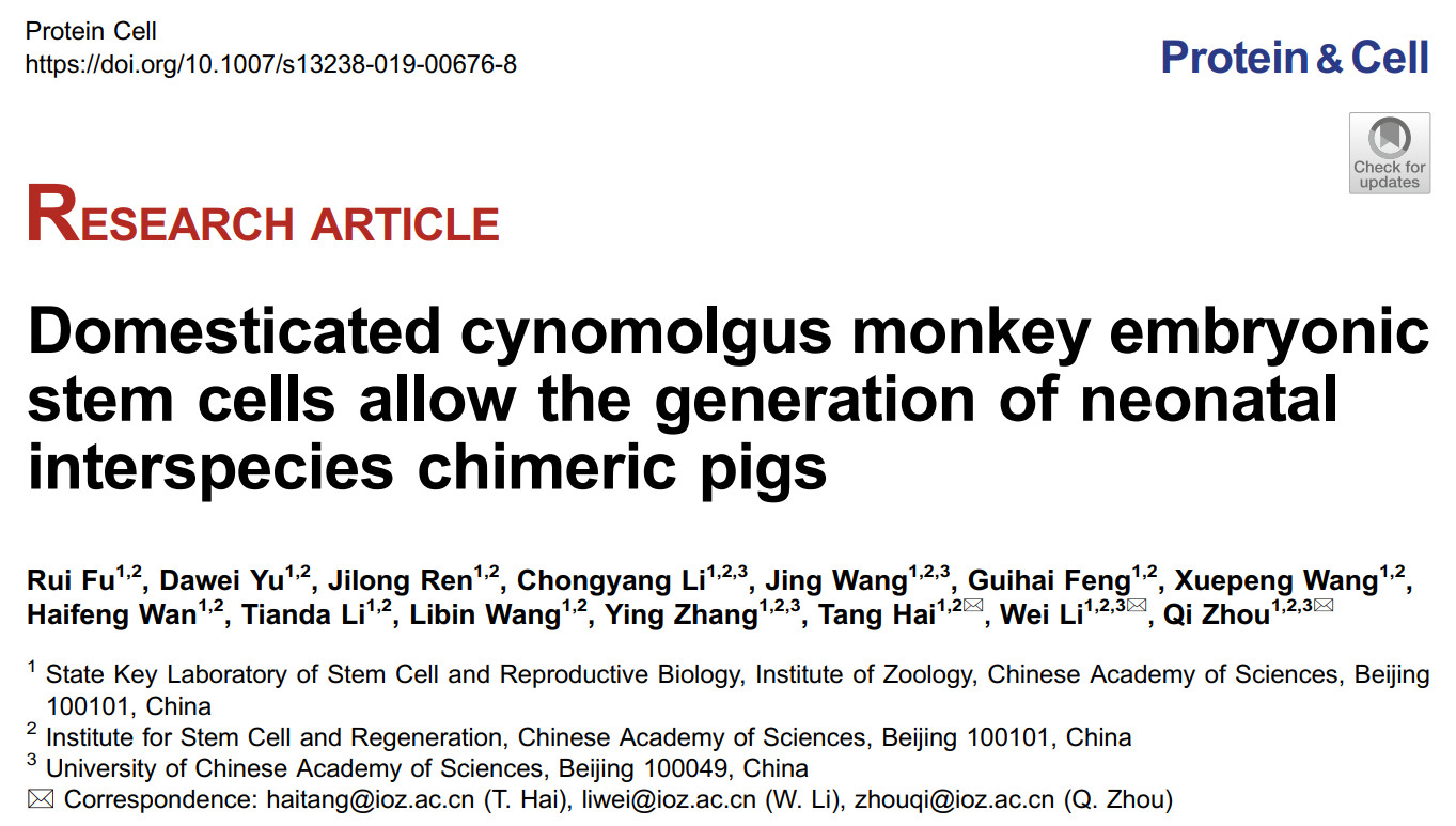 世界首例体细胞克隆猴图片,中国科学家首次培育猪猴嵌合体