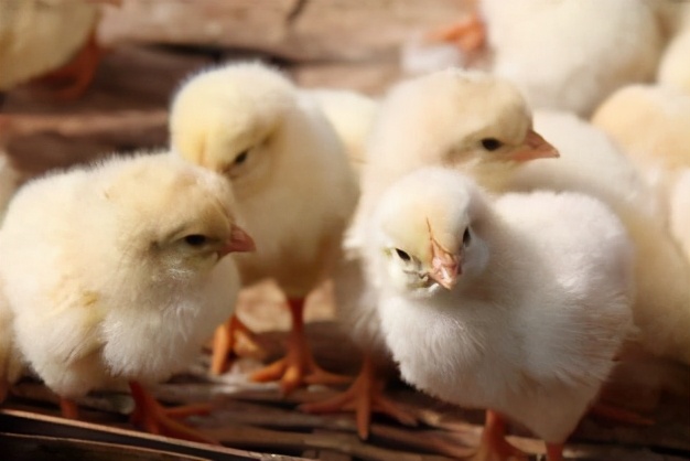 蛋鸡孵化过程中打什么药,蛋鸡孵化过程