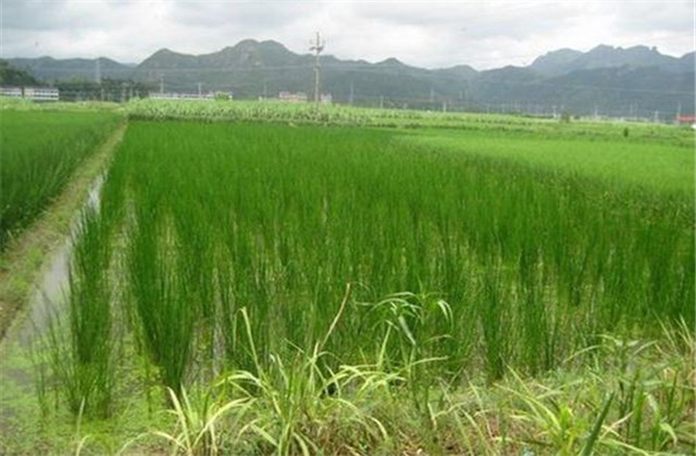 马蹄又名荸荠的栽培技术,荸荠种杨梅的栽培管理视频