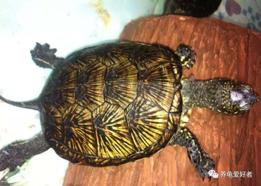 龟类怎么预防水霉病,龟得水霉怎么治疗
