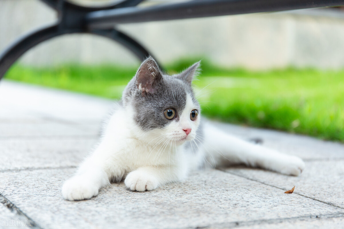 养猫反而焦虑了,养猫养狗的人洞察人性