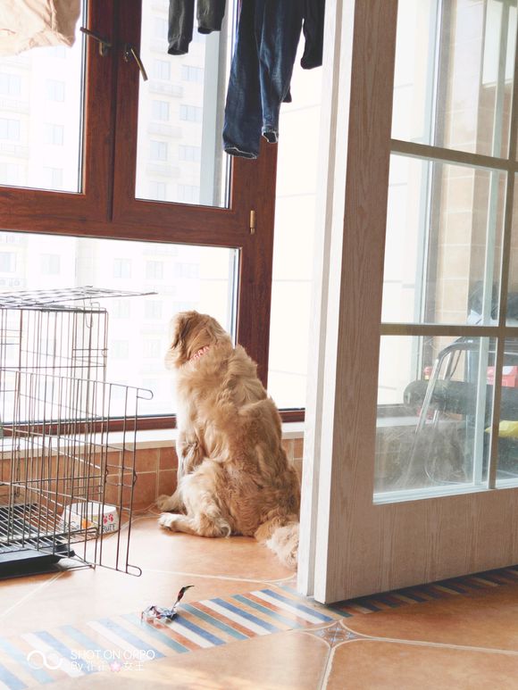 金毛被女主人说长得越来越丑,女孩吐槽猫咪长得丑被反扑