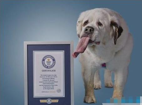 短腿狗腊肠犬,吉尼斯纪录最长的腊肠犬