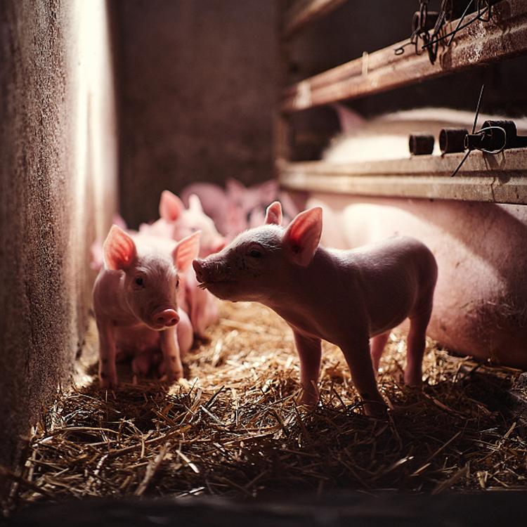 母猪批次化生产注意事项,母猪批次化管理需要制定哪些表格