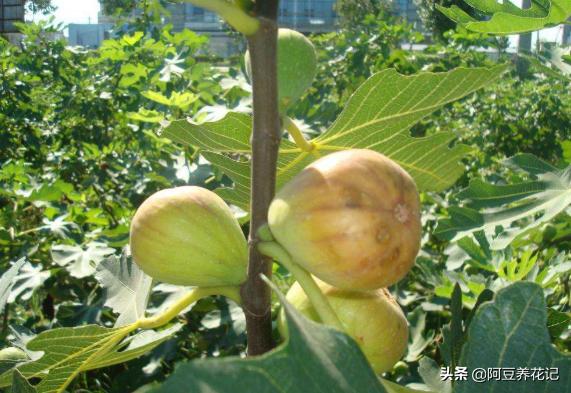 无花果适合家里养,无花果家养讲究