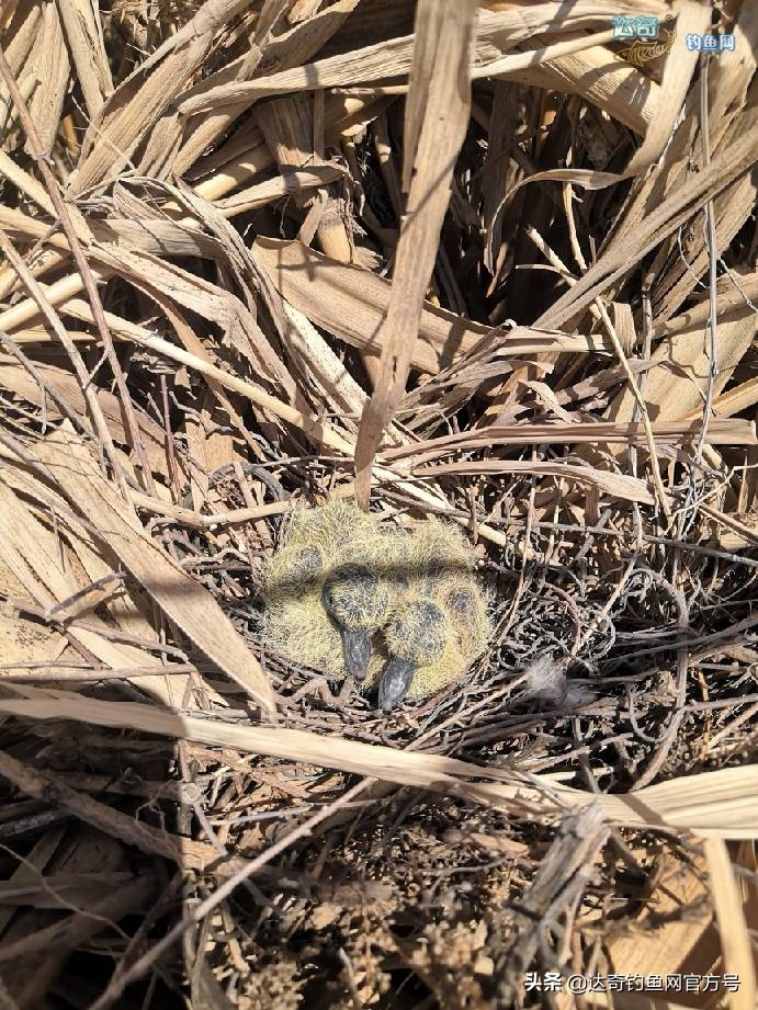 麦子钓野河鱼的最佳配方,野钓鲤鱼最诱鱼的酒米