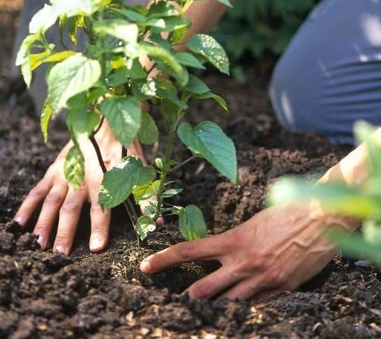 小苏打怎么养花才能让它开花,小苏打怎样使花卉生根