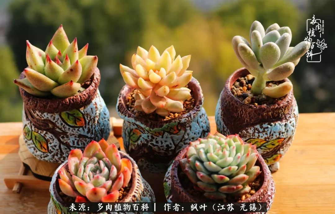 多肉与生命感悟,多肉时光