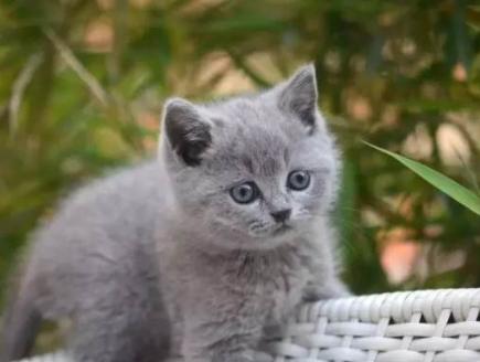 怎样买到纯血统美短,买纯种英短