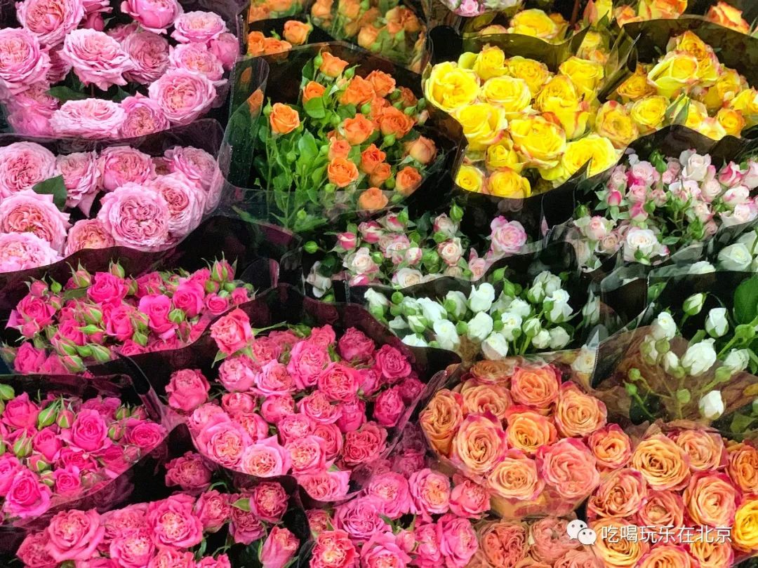 北京花市攻略大全,北京最美赏花景点