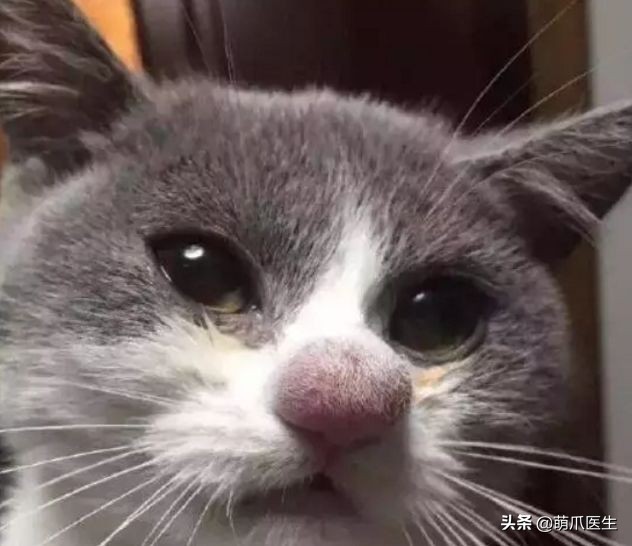 猫咪被蜜蜂蜇了怎么办,猫被蜜蜂蜇了的照片