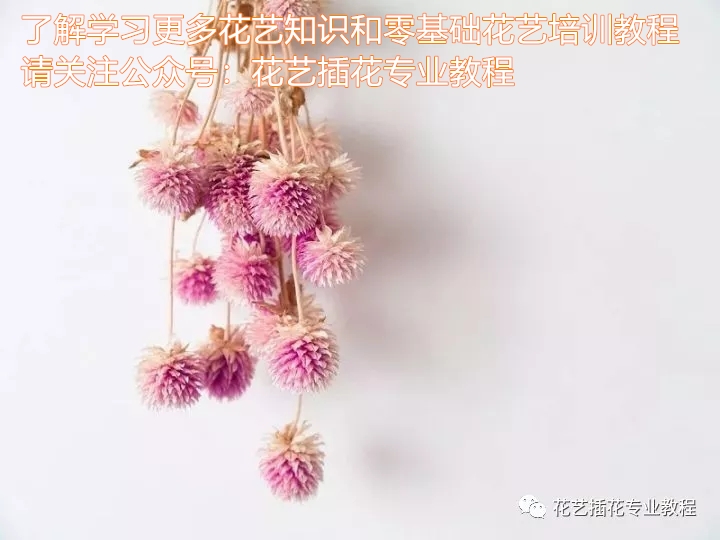 学花艺必备的花语,花艺师要知道的花与花语