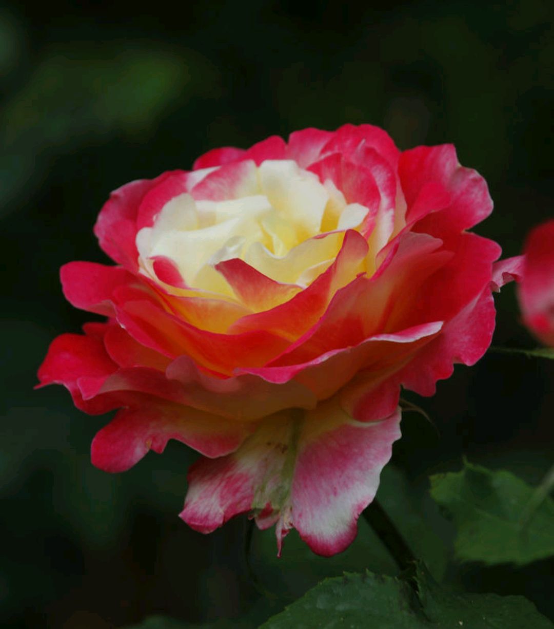 绿化带常见植物名称及图片,100种绿化带或路边常见的花草