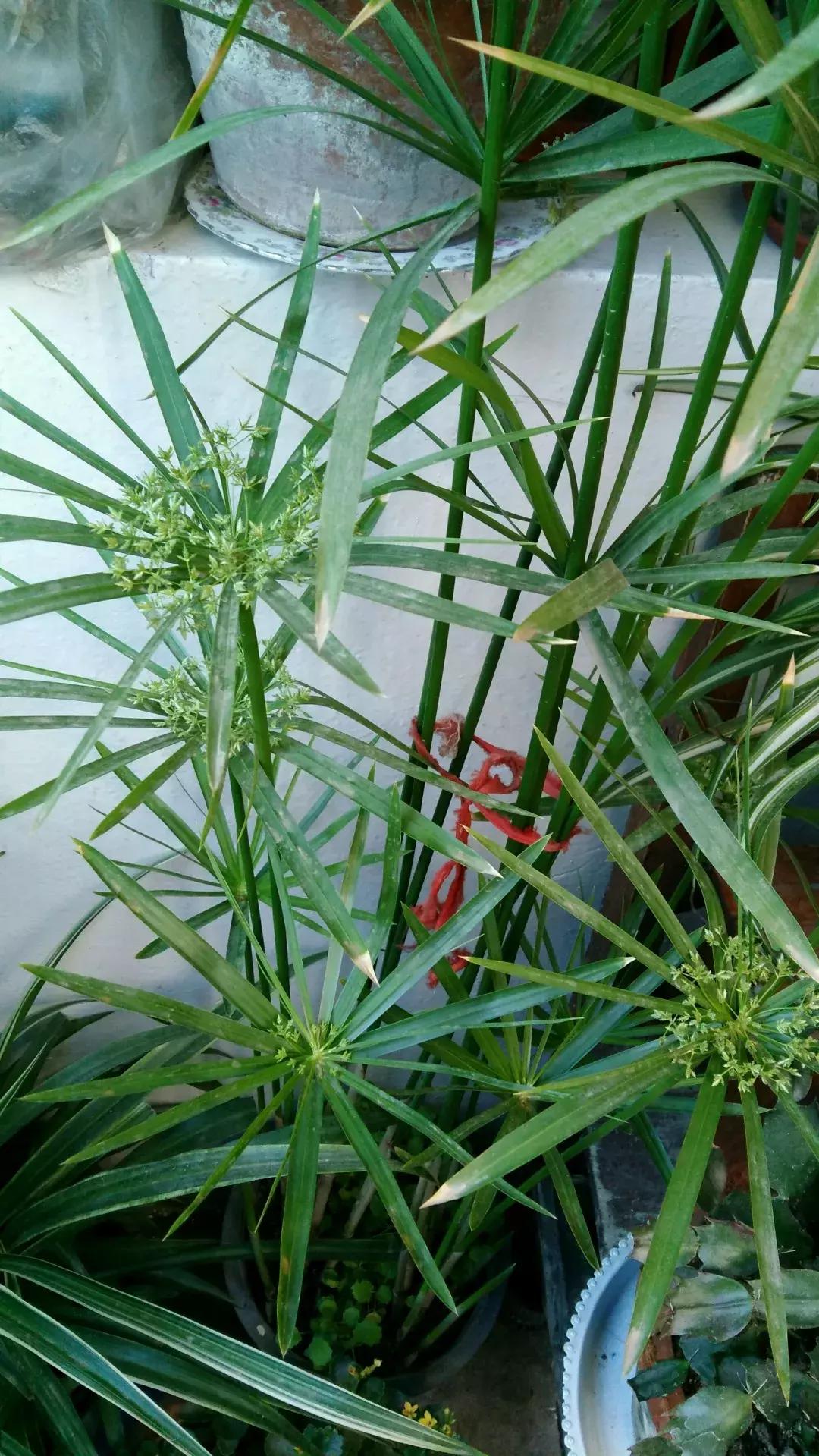 马蹄莲和铜钱草区别,半土半水铜钱草养护分享