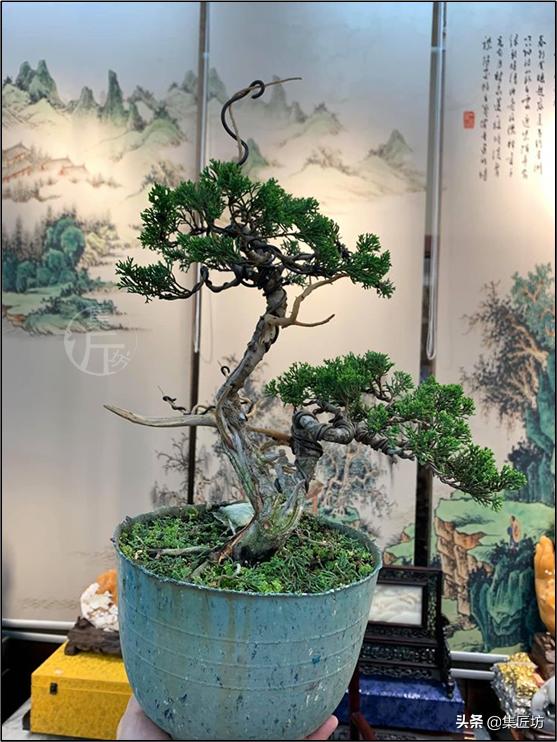 真柏大飘枝式盆景制作,真柏盆景上盆制作视频