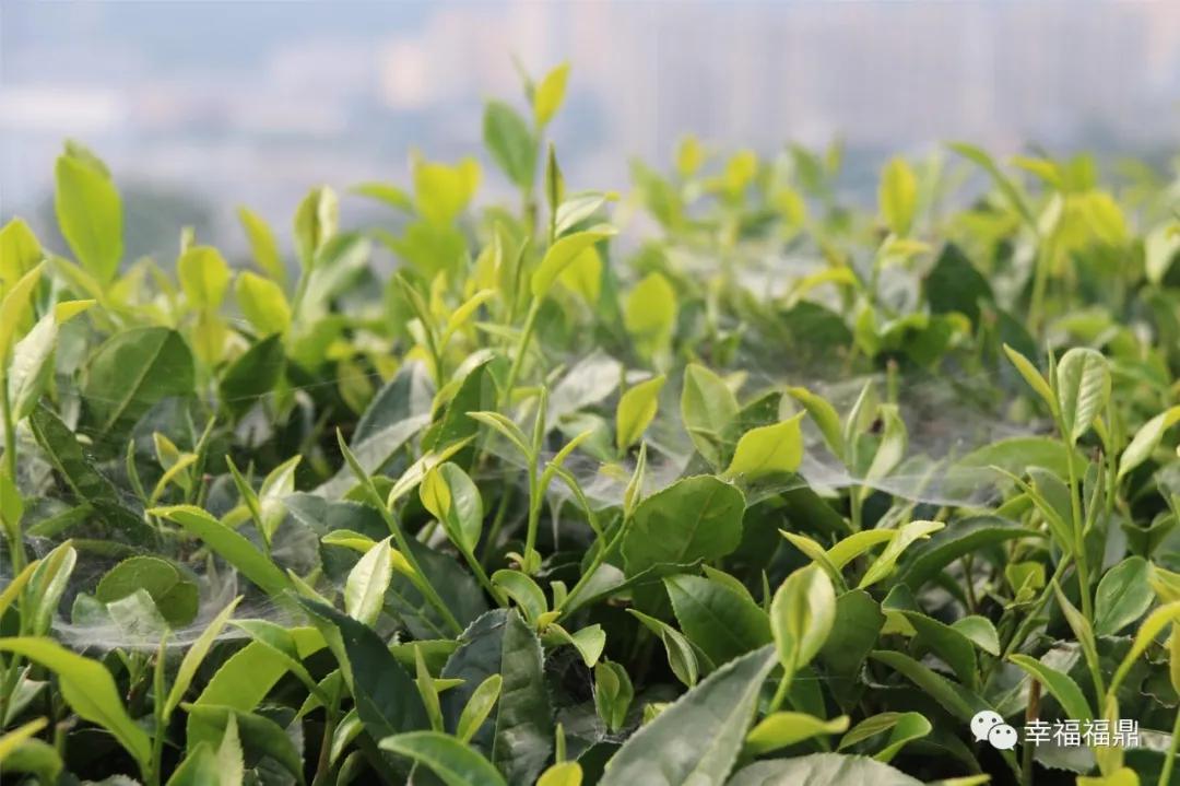 福鼎:茶林共生,这样的茶园真不错