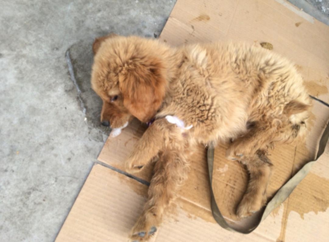 狗狗头部受伤会有什么反应,狗狗头部受伤怎么防护